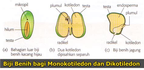 Kotiledon Kacang Hijau: Inilah 10 Tips Dan Cara Merawatnya