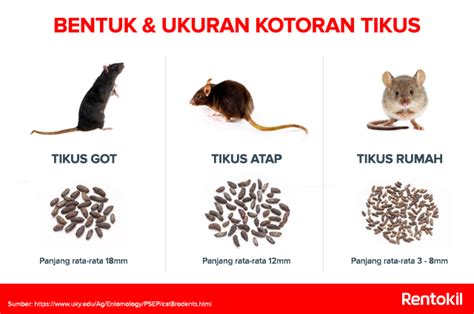 kotoran tikus