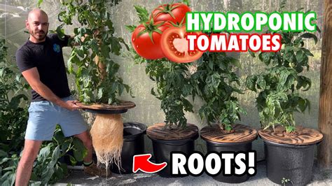 Kratky Method For Tomatoes