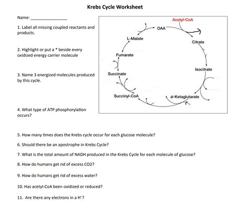 Krebs Cycle Questions And Answers