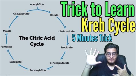 Krebs Cycle Trick