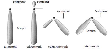 Kromosom Kupu-Kupu: Struktur dan Peran dalam Dunia Biologi