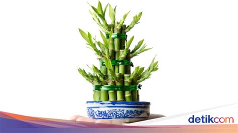 Kualitas Udara Bambu