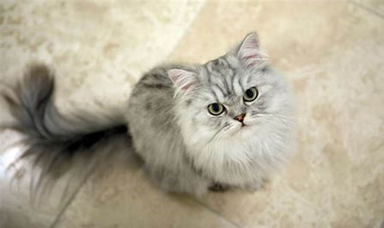 Kucing Abu-Abu: Sahabat Lucu dan Pembawa Keberuntungan
