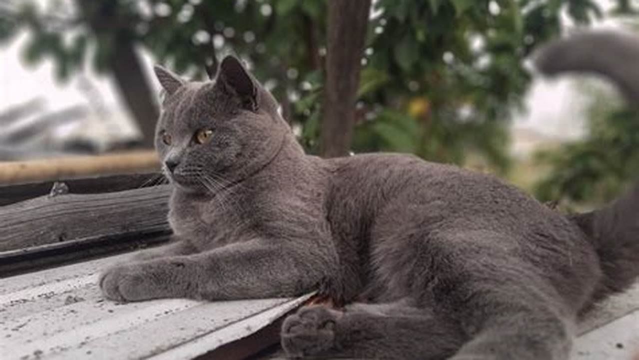 Kucing Abu: Sahabat Setia dengan Bulu Menawan
