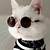 kucing aesthetic kacamata