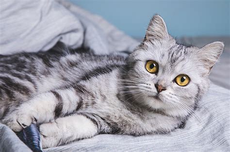 Kucing American Shorthair, Kucing Bulu Pendek yang Terkenal Didunia