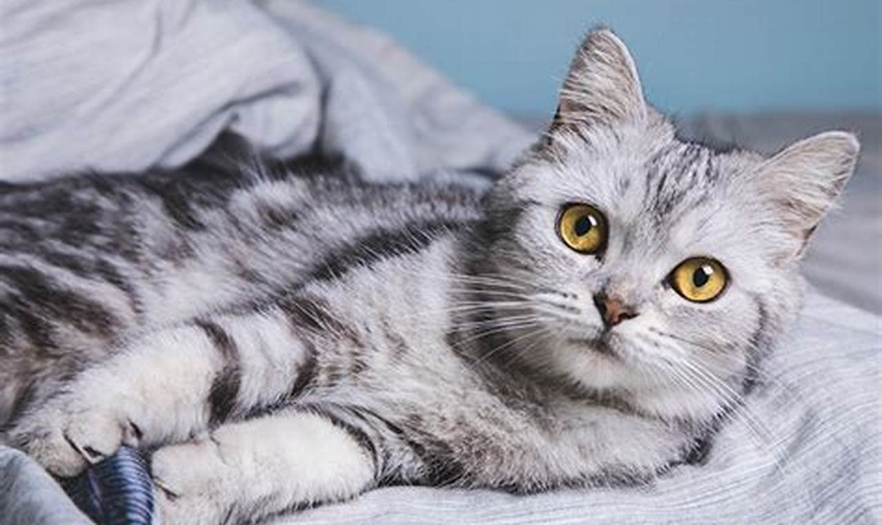 Temukan Kucing American Shorthair Terbaik: Panduan Lengkap