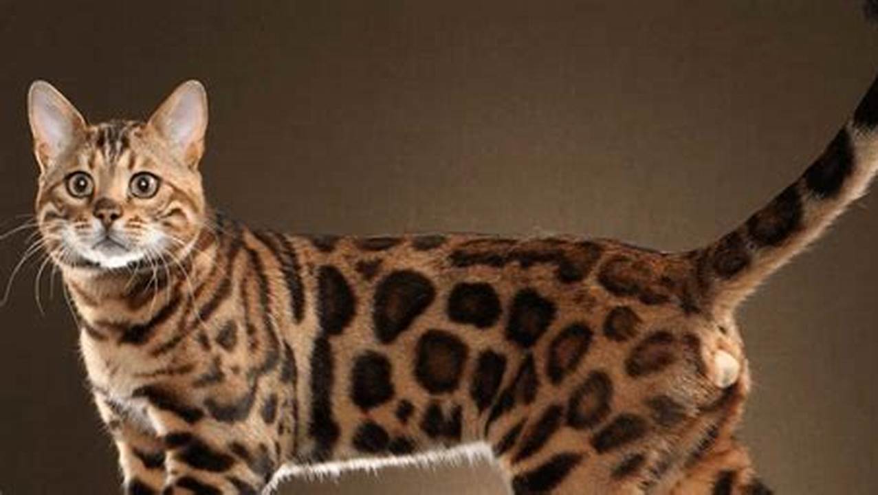 Harga Kucing Bengal: Panduan Lengkap untuk Pembeli