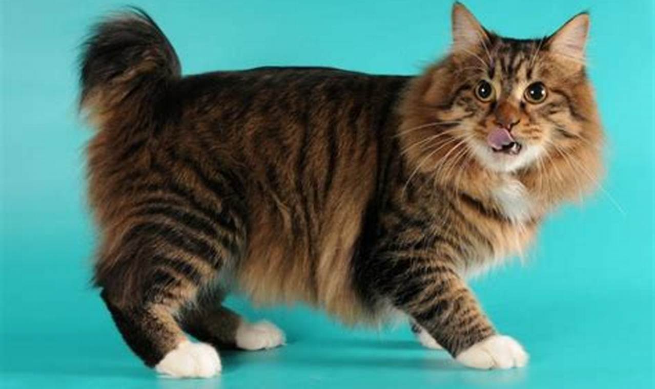 Rahasia Menakjubkan Kucing Besar: Predator Puncak yang Menjaga Keseimbangan Alam
