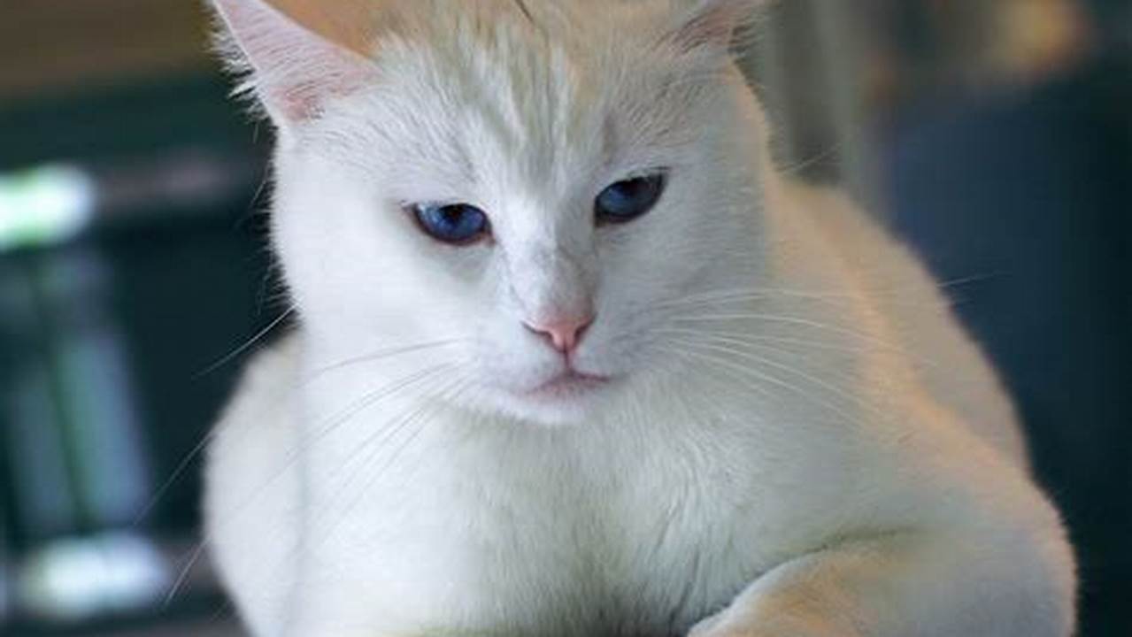 Seluk-Beluk Kucing Betina: Perawatan, Kesehatan, dan Peran Ekologis