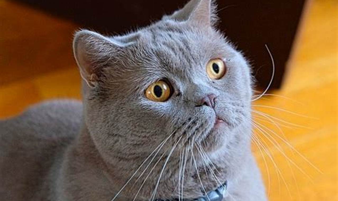 Harga Anakan Kucing British Shorthair Binatang