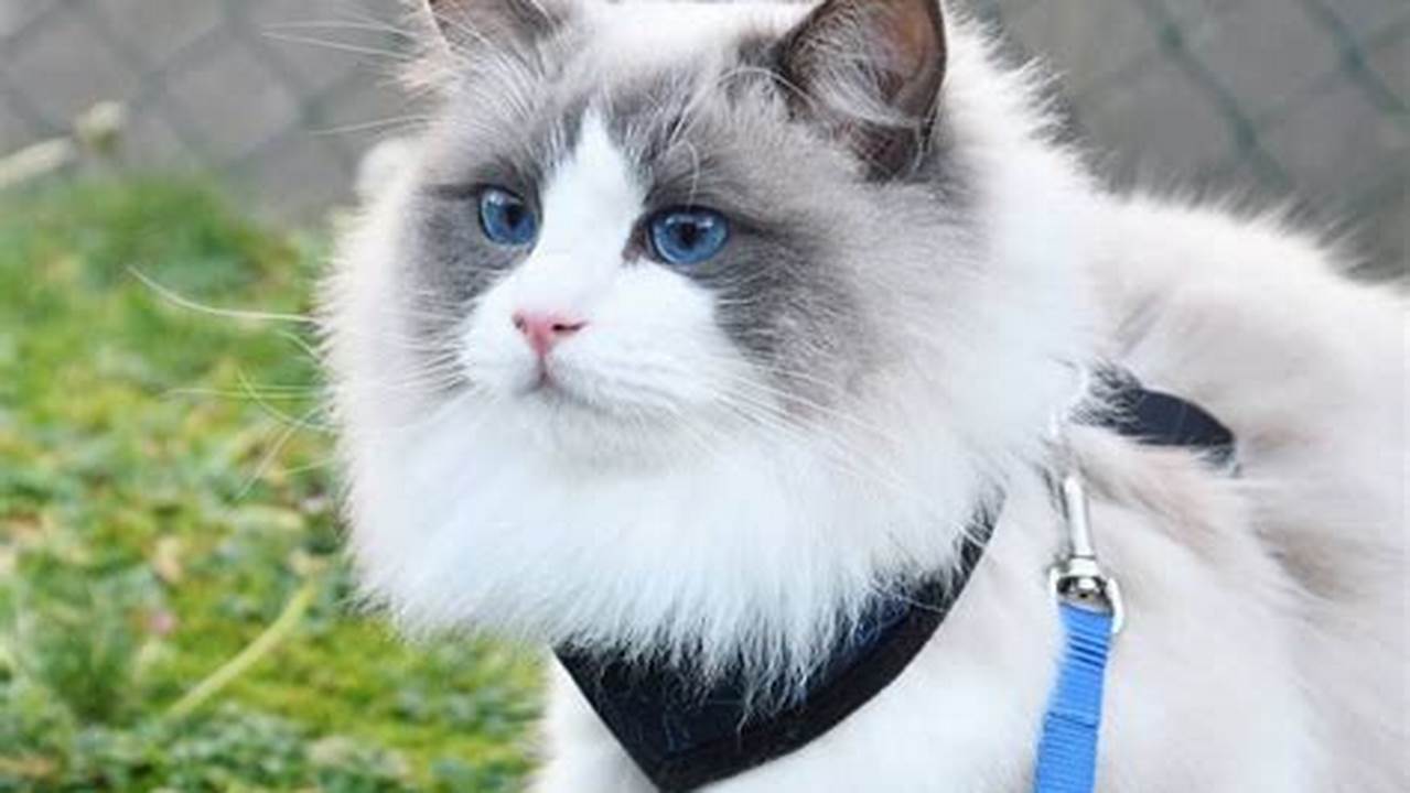 Kucing Cantik nan Menawan, Sahabat Manja yang Menggemaskan