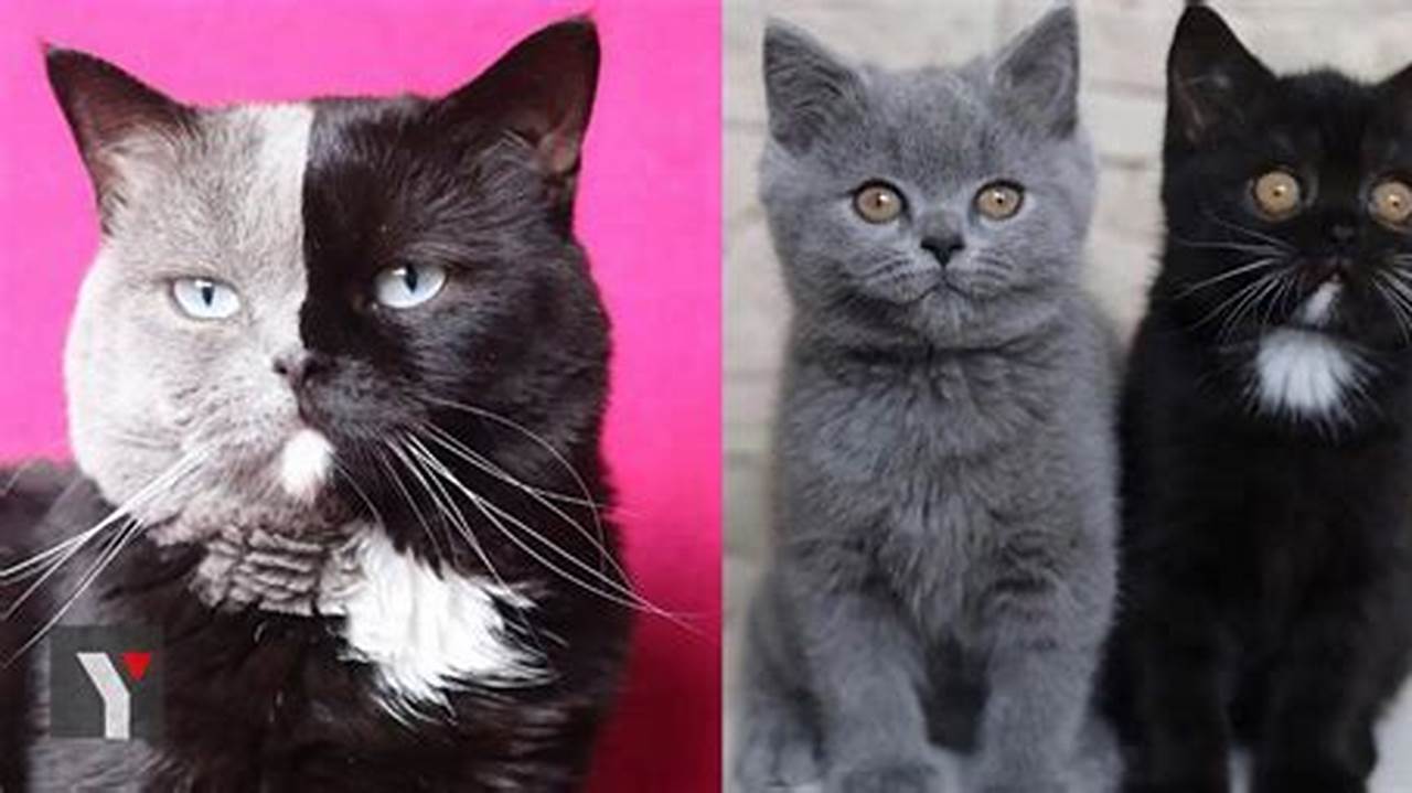 Kucing Dua Warna: Persahabatan Berwarna yang Menawan