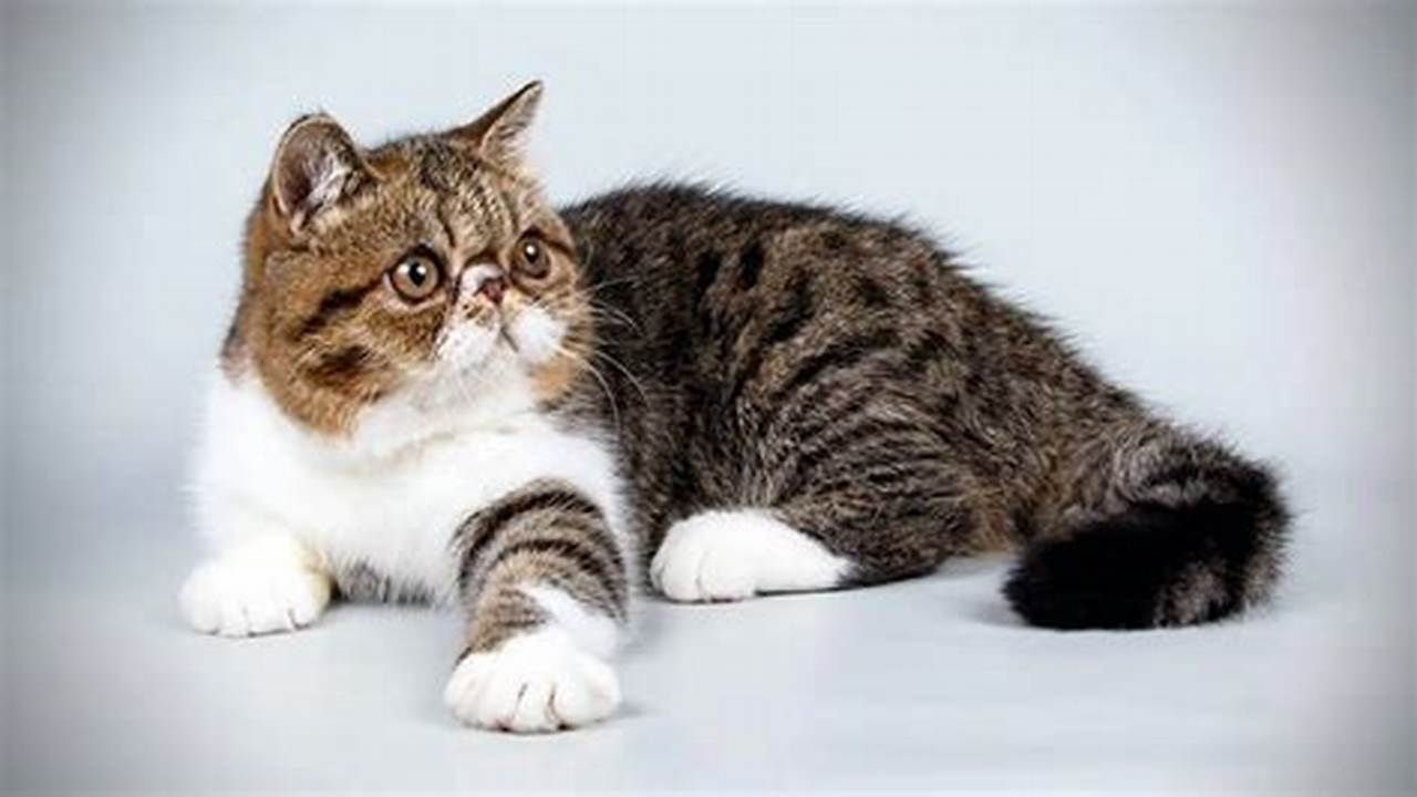 Temukan Kucing Eksotis yang Menggemaskan: Sahabat Berbulu yang Penyayang