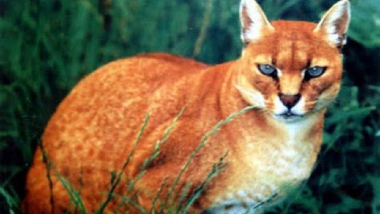 Perlindungan Spesies Penting: Konservasi Kucing Emas