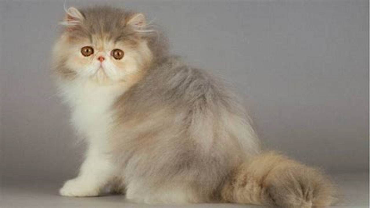Temukan Pesona Kucing Flatnose: Si Menggemaskan dengan Perawatan Spesial