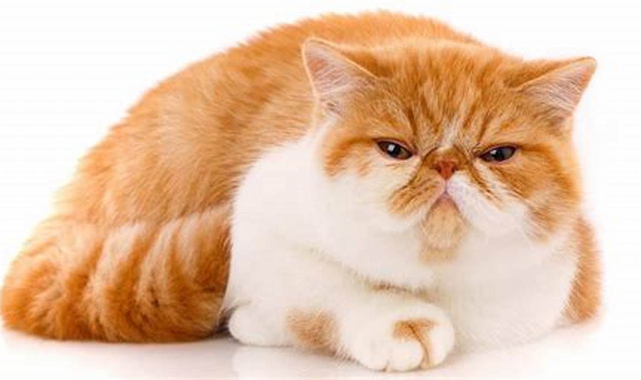 Ragam Karakteristik Unik Kucing Garfield, Sahabat Bulu Favorit