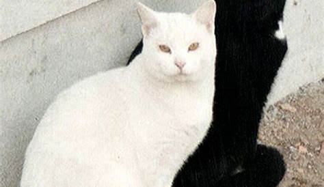 66 Nama Kucing Warna Hitam Putih Betina dan Jantan - Faunafella