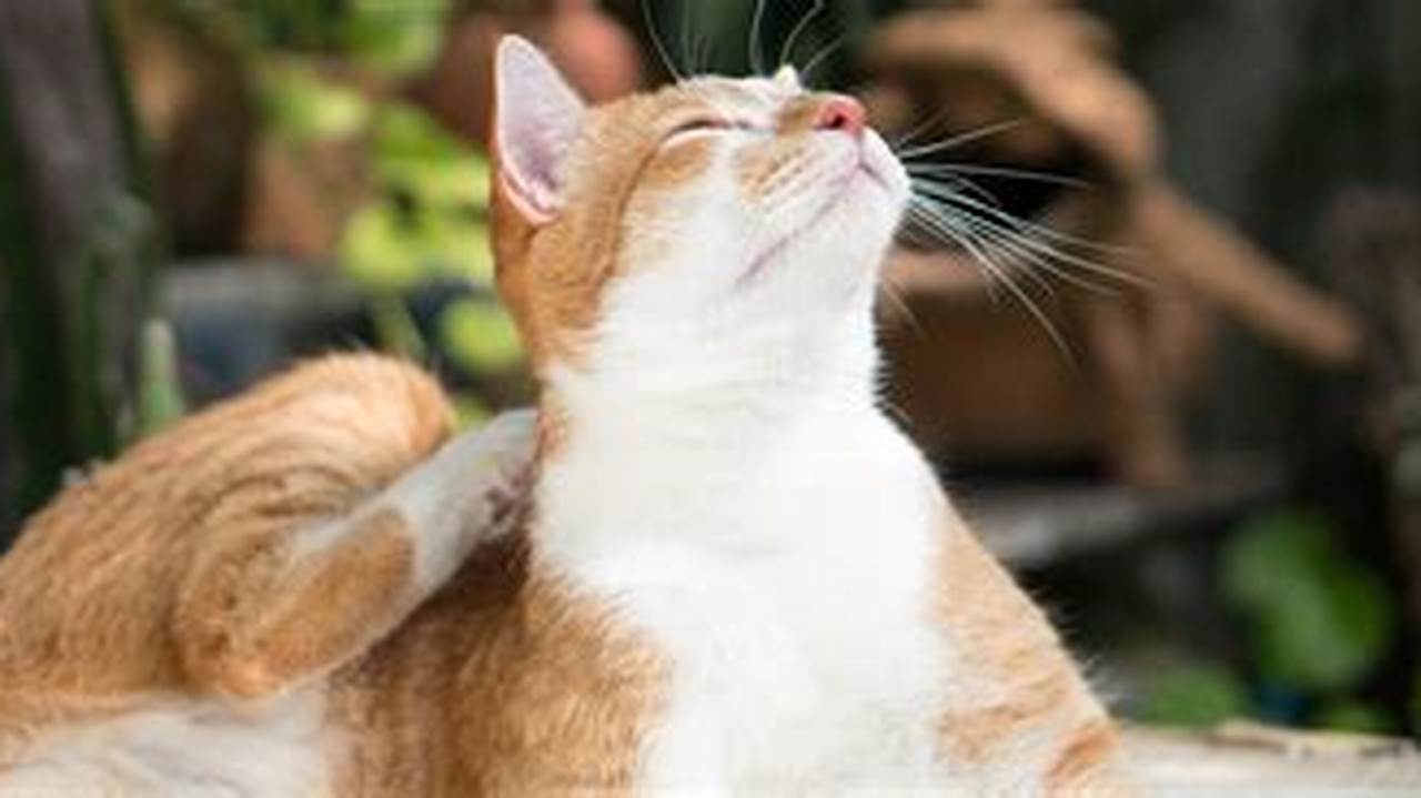 Cara Mengatasi Kucing Jamuran dengan Efektif dan Aman