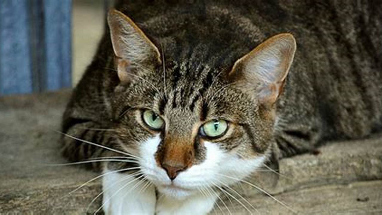 Kenali Kucing Jawa: Ras Kucing Istimewa dari Pulau Dewata
