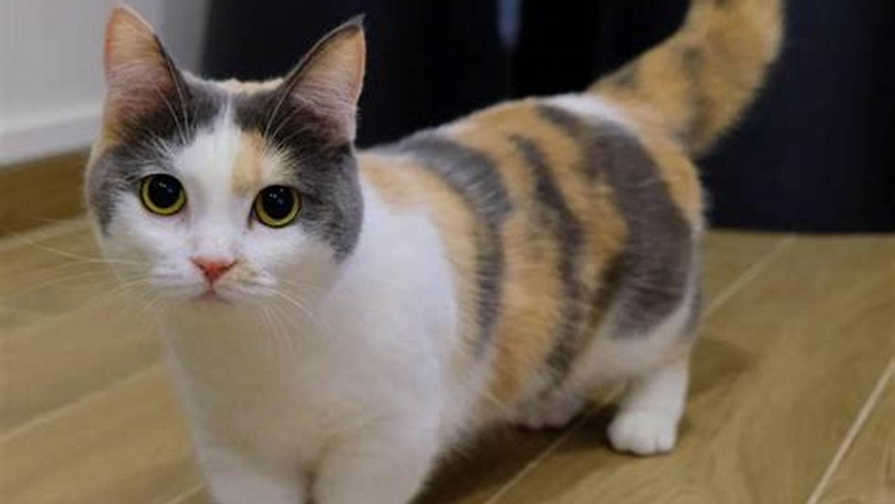 Kucing Kaki Pendek, Si Lucu yang Menggemaskan