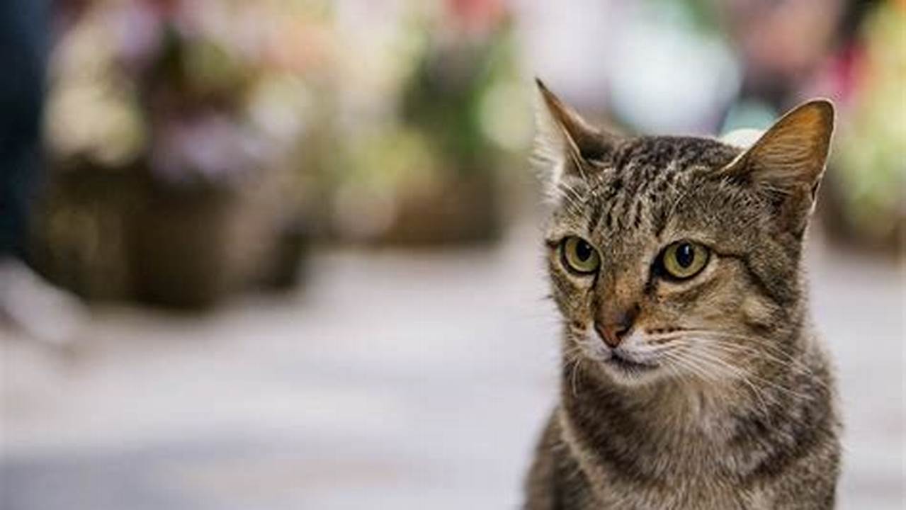 Kucing Kampung: Hewan Lokal yang Penuh Manfaat