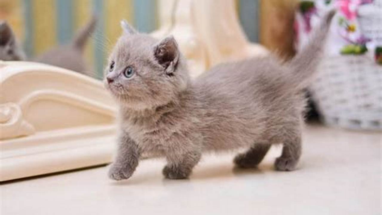 Dunia Menakjubkan Kucing Kecil: Panduan Lengkap Perawatan, Kesehatan, dan Kehidupan