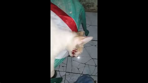 kucing ketabrak motor viral kucing kucinglucu YouTube