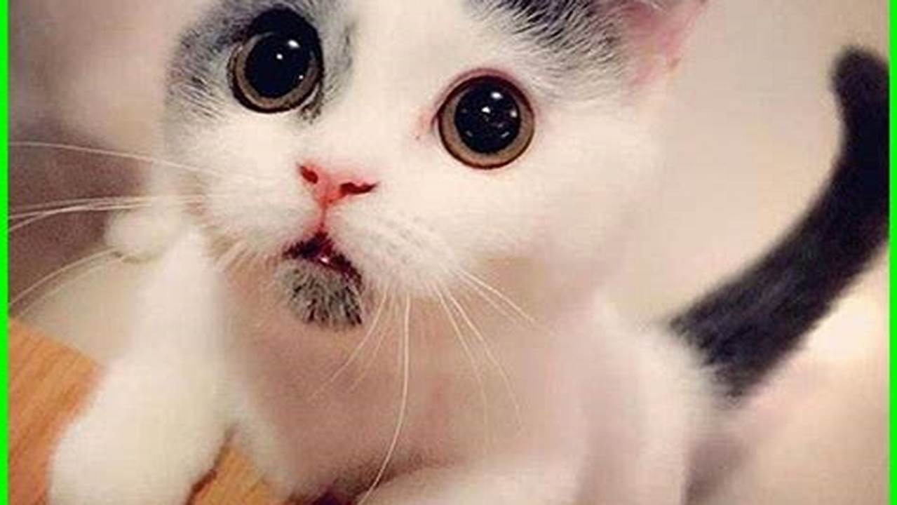Super Lucu Imut Cantik Menggemaskan: Temukan Kucing Favoritmu