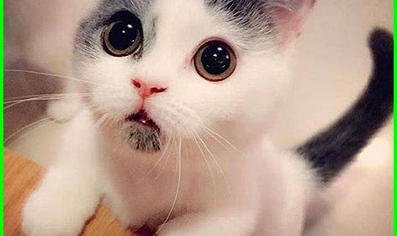 Super Lucu Imut Cantik Menggemaskan: Temukan Kucing Favoritmu