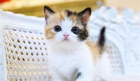 Download Kumpulan 90 Gambar Kucing Yang Cantik Terbaru - Gambar