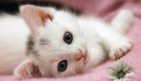 Wallpaper Kucing Lucu Pink - Gambar Roman