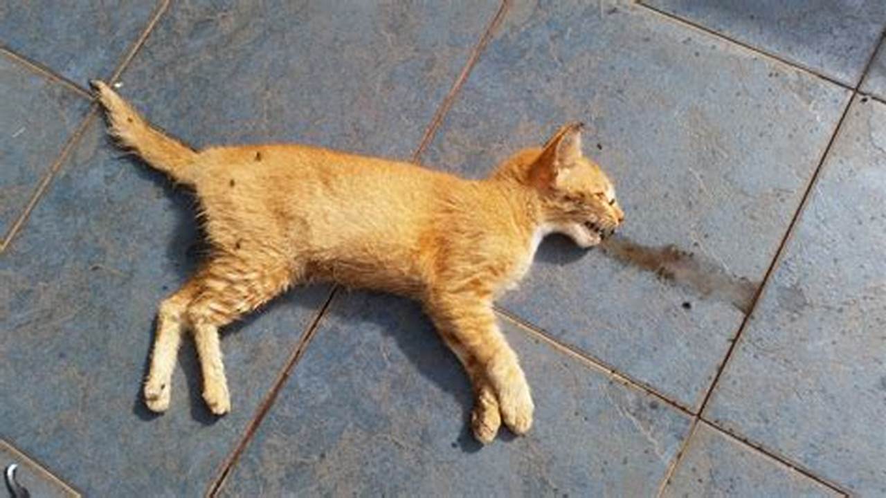 Panduan Lengkap Mengelola Kucing Mati dengan Benar dan Bertanggung Jawab