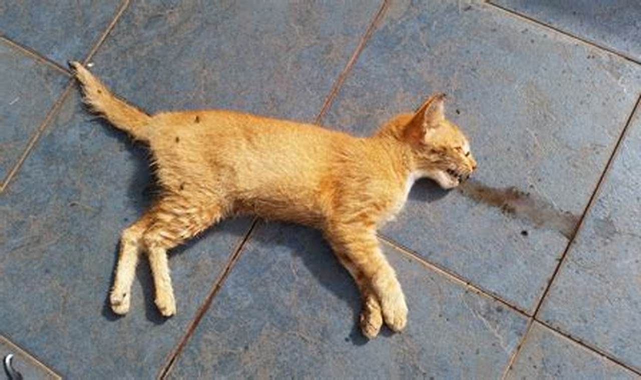 Panduan Lengkap Mengelola Kucing Mati dengan Benar dan Bertanggung Jawab