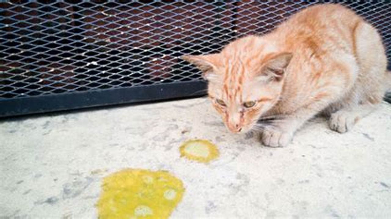 Penyebab dan Cara Mengatasi Kucing Muntah Kuning