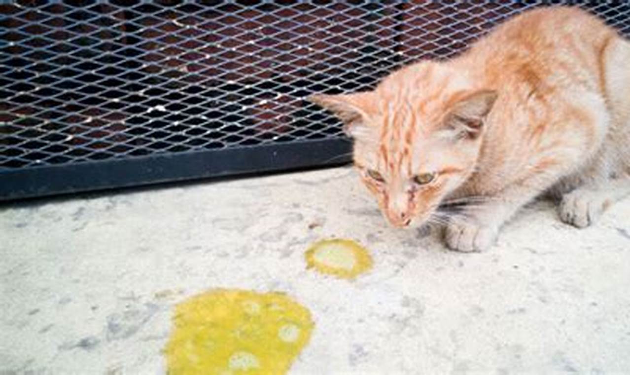 Penyebab dan Cara Mengatasi Kucing Muntah Kuning