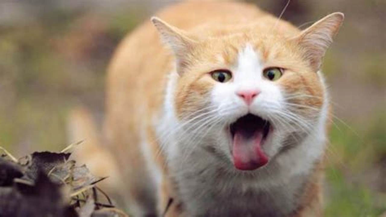 Cara Mudah Mengatasi Kucing Muntah: Panduan Lengkap untuk Pemilik Kucing