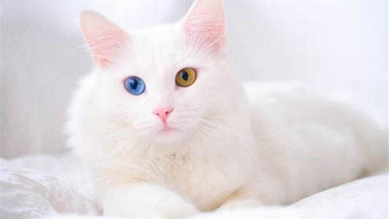 kucing odd eye