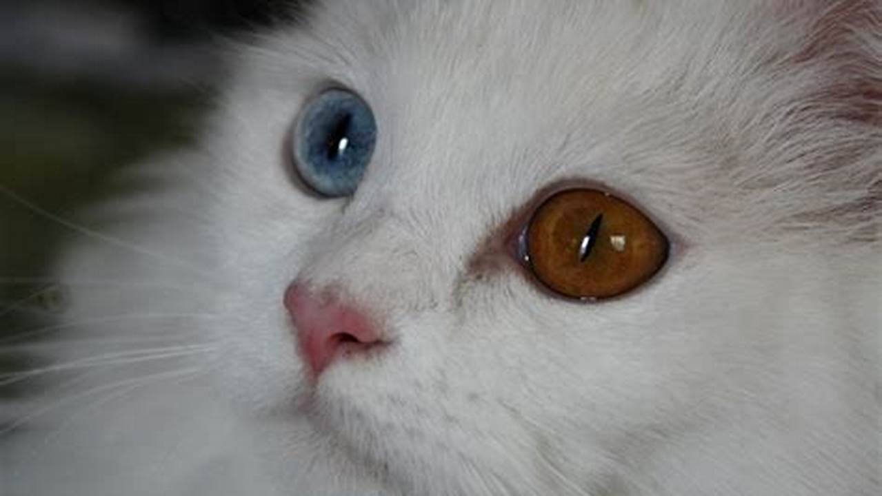 Kucing Odd Eye: Keunikan dan Pesona Mata Berbeda Warna
