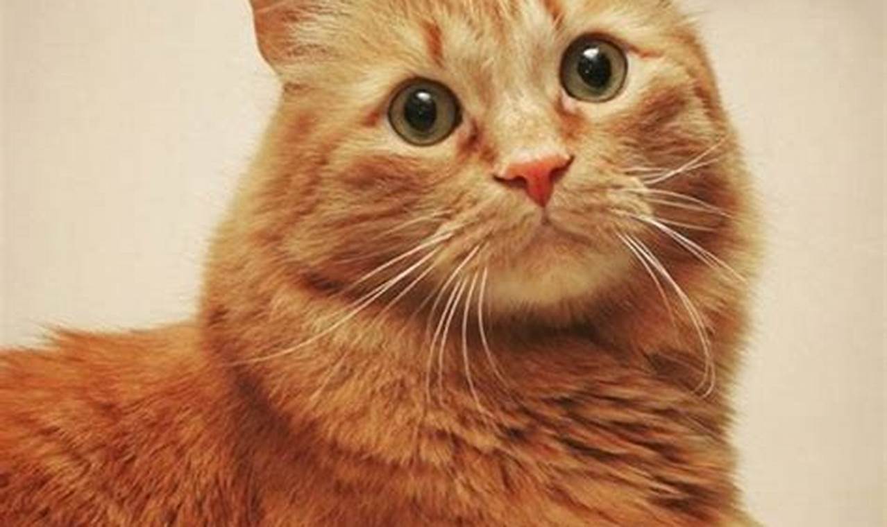 Kucing Oren: Sahabat Hangat dan Menggemaskan untuk Keluarga Anda