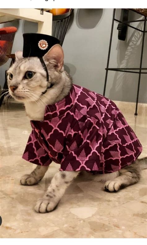 Foto Kucing Lucu Dan Imut Pakai Baju Kucing Pun Nak Raya Pakai Baju