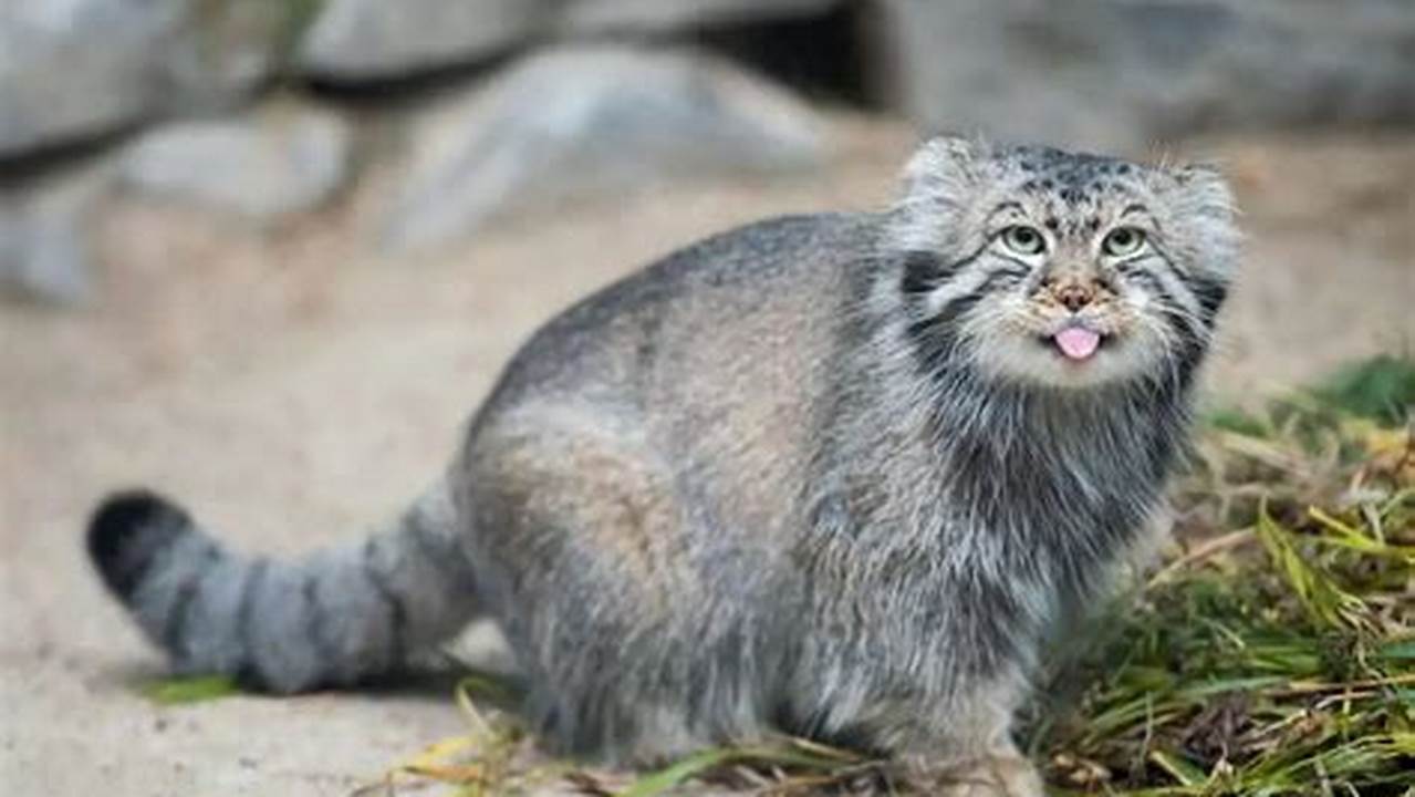 Kucing Pallas: Misteri Padang Rumput