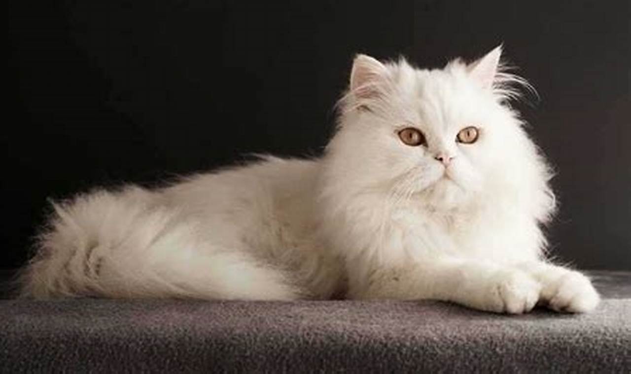 Daftar Harga Kucing Persia Terbaru dan Terlengkap