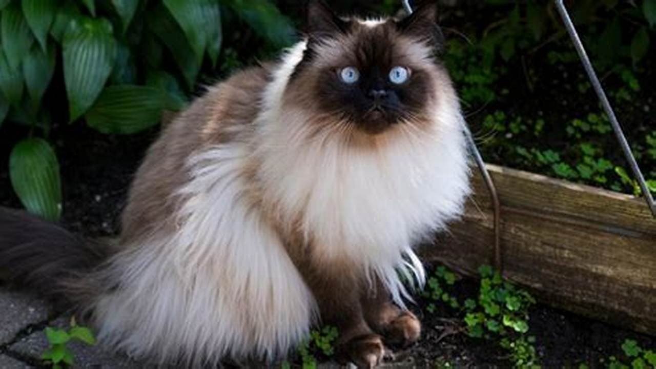 Kucing Persia Himalaya: Panduan Lengkap untuk Ras yang Menawan