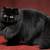 kucing persia hitam