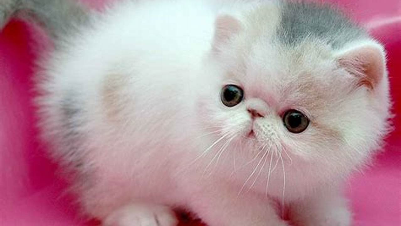 Kucing Mungil nan Lembut: Pesona Kucing Persia Kecil