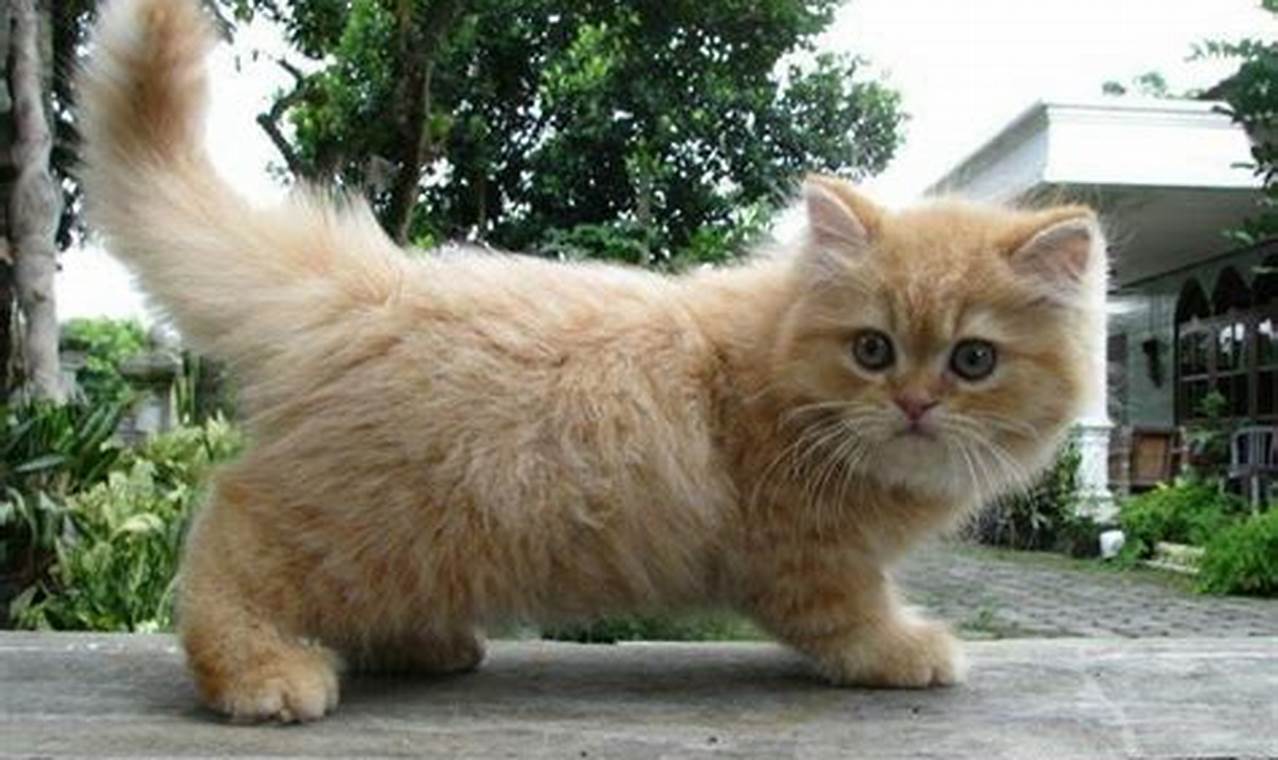 Kucing Mungil nan Lembut: Pesona Kucing Persia Kecil
