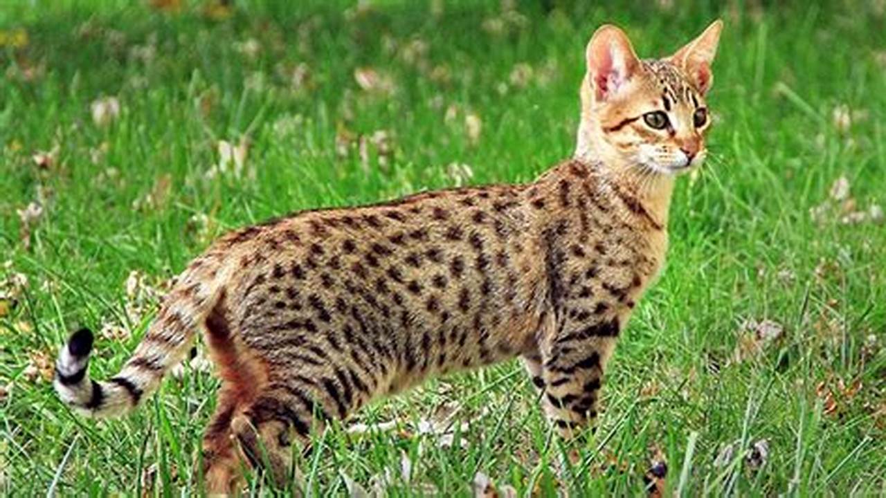 Kucing Savannah: Ras Kucing Eksotis dan Menawan