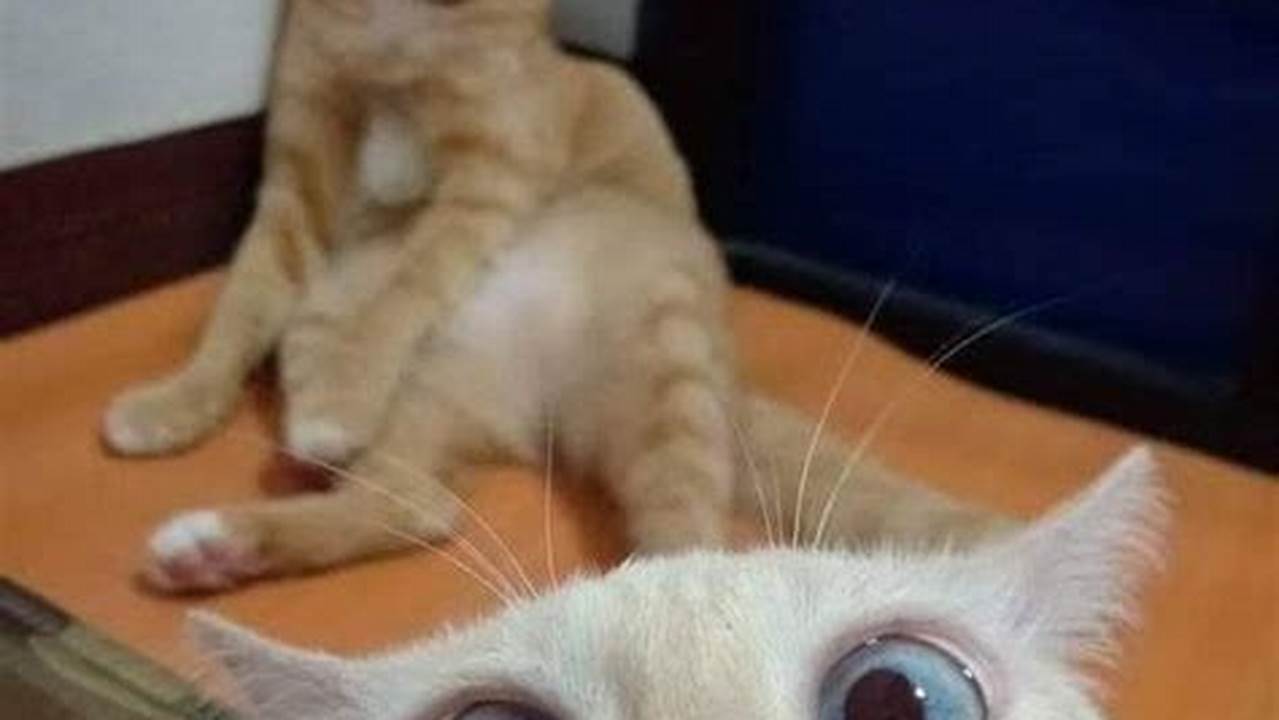 Tren Unik: Kucing Selfie Menggemaskan yang Sedang Viral